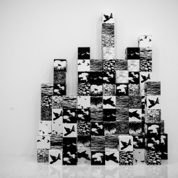 32668932341_977df86961_b